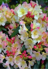 Percy Wiseman Rhododendron~Well Rooted Starter Plant