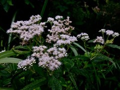 300 Common Boneset Seeds – Eupatorium perfoliatum – None-GMO Medicinal Herb