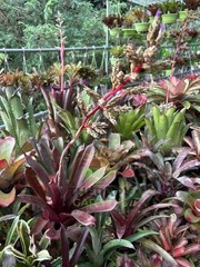 Bromeliad Sale! Hohenbergia lemei (species)