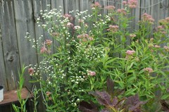 1/4 TSP + ANNUAL FLEABANE DAISY SEEDS/Erigeron annuus/NATIVE US