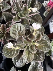 African Violet Plant Carolina Elegant Affair Starter Plant Standard