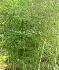 Live Phyllostachys vivax rhizomes x6 EDIBLE (Chinese timber bamboo)