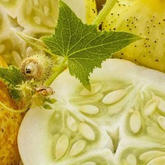 100 LEMON CUCUMBER Cucumis Sativus Fruit Vegetable Seeds *Combined S/H