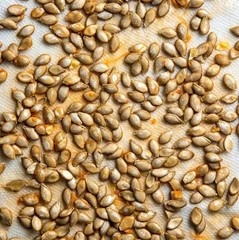 25 ORGANIC HEIRLOOM SEMINOLE PUMPKIN SEEDS/ SQUASH SEEDS.