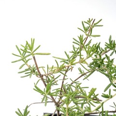 Huntington Carpet Rosemary in 3.5″ Nursery Cubes, Rosmarinus officinalis Plant