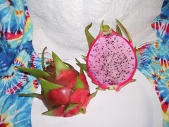 DRAGON FRUIT CUTTINGS – MULTIPLE VARIETIES – 8″ – 12: SIZE