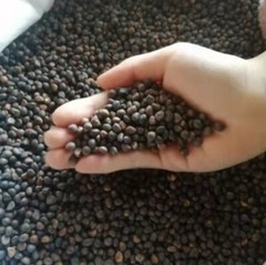 2025Aug. NEW! water spinach ong choy 4000+ seeds （200g） Vegetable