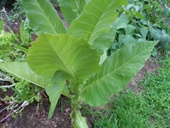 1000 “Great Lakes Gold” Tobacco Seeds FROM MICHIGAN! Organic, Heirloom, non-GMO