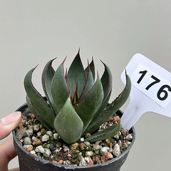 1Pieces 8cm Seedgrowth RareCactis Plant Agave Praying Hands Beautiful Outdoors