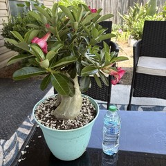 Adenium Obesum Desert Rose Seed Grown Short Stocky Pink Healthy