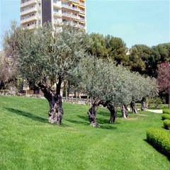 10 CANINO OLIVE TREE SEEDS (Olea europaea) European Common Edible Fruit Plant