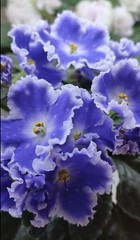 African Violet PLANT ~ NK- Spokoynoy Nochi (Good Night) Leaf Pot