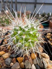 Mammillaria nejapensis, live cactus plant 4 years old own roots