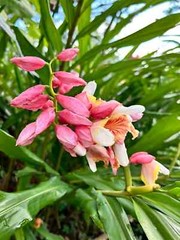 2 Pink Perfection Shell Ginger rhizomes, Alpinia hainanensis, Free Shipping!