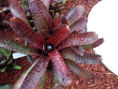 Neoregelia TUNISIA Bromeliad one tropical plant