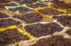 Organic Madagascar Vanilla Beans Whole Extract Grade B Pods for Vanilla Extract