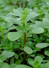 Green Purslane Seeds, Little Hogweed, Duckweed, Omega-3s, NON-GMO, FREE SHIPPING