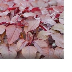 2026 Heirloom Vegetable Seeds – Premium Garden Seeds for Planting