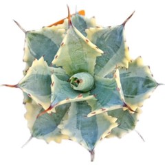 8CM Succulent Agave Plant Agave Parrasana Raiko Nishiki Variegated Home Garden