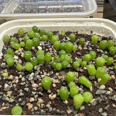 SEEDS (10pk) W Var. Presidio County X10 (Ten) US SELLER Cactus Mexico
