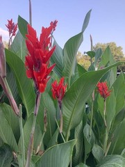 Lot Of 5 Magnificent Red Hummingbird 6-8′ Tall Canna Lilly Bulbs Free Shipping
