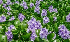 Florida Water Hyacinth Tropical Aquatic Floating Pond Plant