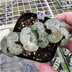Haworthia Truncata Hybrid Succulent plants potted Home Garden Bonsai 6-8cm