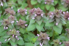 25 Organic Purple Dead-Nettle Seeds ~Lamium purpureum Archangel Free US Shipping