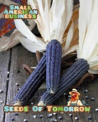 35 Organic Blue Hopi Corn Seed Non-GMO Heirloom- With Bonus!