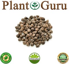 400 Moringa Oleifera Seeds 1 oz. (4 Pack) WINGLESS Fresh Semillas de Moringa