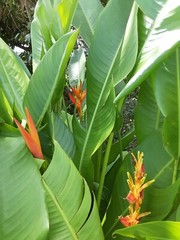 2X Orange Tropical Heliconia Rhizomes w/ 10 in stock, Exotic with bright Blooms!