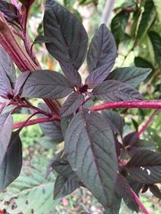 Amaranth OPOPEO Red Flower Edible Leaves & Grain Microgreens Non-GMO 1500 Seeds!