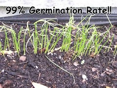 Seeds,Emergency,Survival Non-GMO,Organic,Heirloom 80 Pkgs 40 DifferentVarieties
