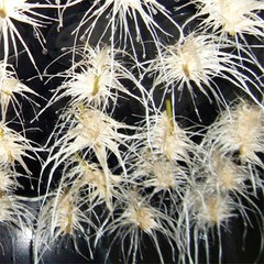 POWERGROW ® CLONER Plant Cloning Machine – 21 Sites