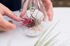Jumbo Ionantha Guatemala ‘Macho’ Air Plants- Wholesale, Easy Care Indoor/Outdoor