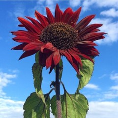 10+ RED SUN SUNFLOWER SEEDS — Heirloom — NON GMO — FRESH — RARE