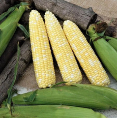 1000+ Peaches and Cream Sweet Corn Seeds – Organic – Hybrid – Non Gmo — FRESH