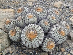 (10) Copiapoa gigantea Seeds USA Seller