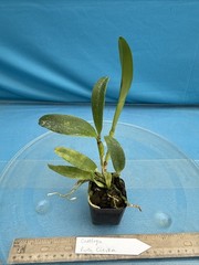 Cattleya Ruth Ciejka Pink White Yellow Amber Orchid Eros Hybrid 2” Pot