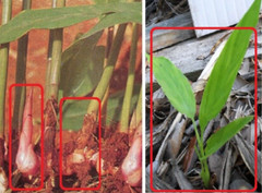 Alpinia GALANGA Greater Galangal 1 Live Plant Soiled Fresh Rooted Rhizome Herb