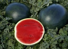 40 Organic Heirloom Sugar Baby Watermelon Seeds – Sweet Garden Classic 6-10 LBs