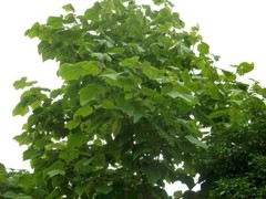 PRINCESS TREE Paulownia Tomentosa – 500 SEEDS. FREE S&H