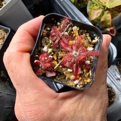 Drosera Graomogolensis 3 Plants Potted. Large, Easy Care Species