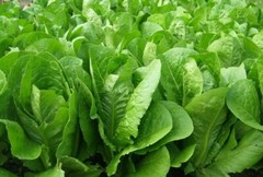PARRIS ISLAND COS ROMAINE LETTUCE SEEDS 500+ HEAT TOLERANT VEGGIES FREE SHIPPING