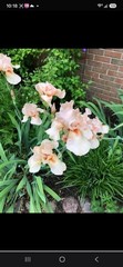 Pink Pride Iris (Iris) Pink Flower Perennial Rhizomes -on Sale Free S&H
