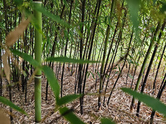 (6) Black Bamboo Rhizomes – Cold-Hardy, Evergreen – Privacy Screen, Fast-Growing