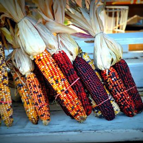 500+ Indian Corn Seeds – Heirloom – NON GMO – FRESH