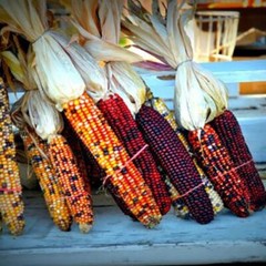 500+ Indian Corn Seeds – Heirloom – NON GMO – FRESH