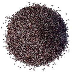 Organic Broccoli Seeds for Sprouting – Non-GMO, Kosher, Raw – by Food To Live