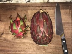 DRAGON FRUIT CUTTINGS – MULTIPLE VARIETIES – 8″ – 12: SIZE